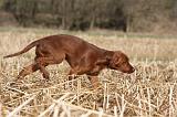 SETTER IRLANDAIS 493